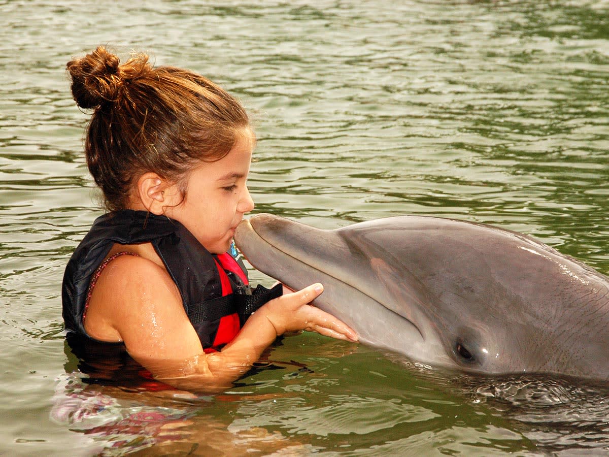 Dolphin Quest O’ahu - Swim With Dolphin