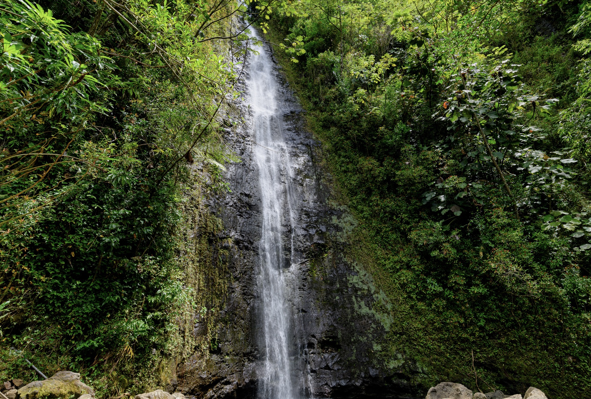 The Walking Trail Of Manoa Falls