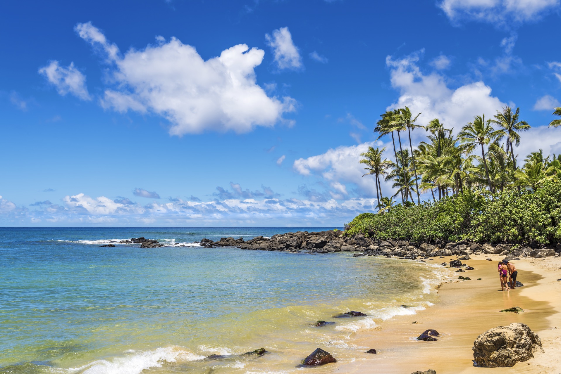 See Green Sea Turtle At Laniakea Beach M A Y Tours In Hawaii