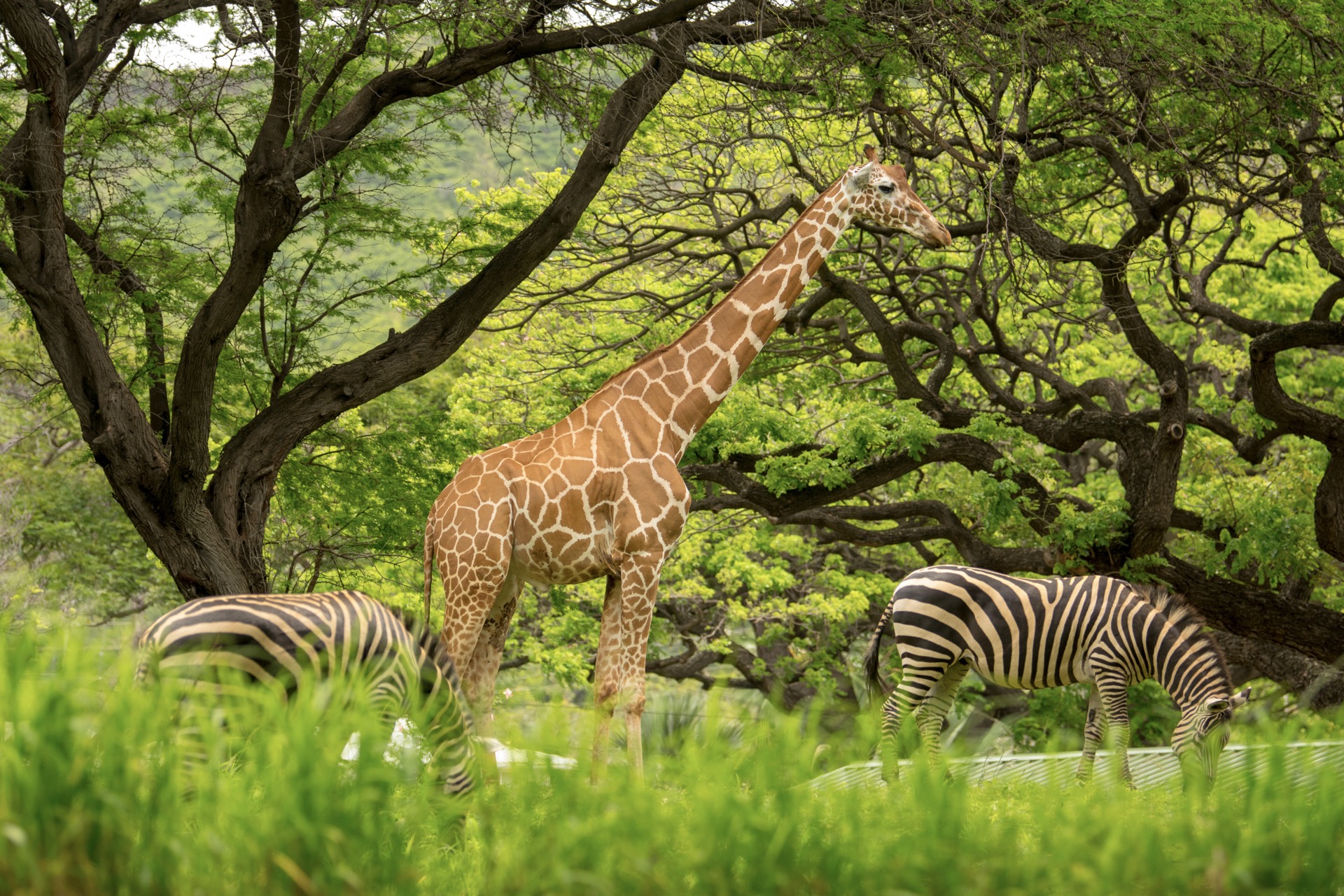 A Rare Jungle In Hawaii? Visit The Honolulu Zoo