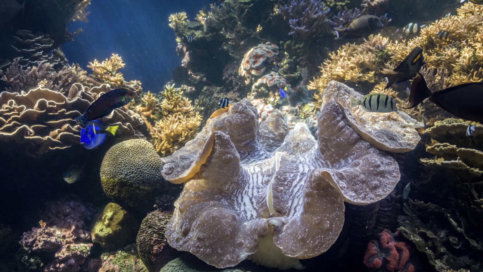 The Jewel Of Hawaii: Waikiki Aquarium