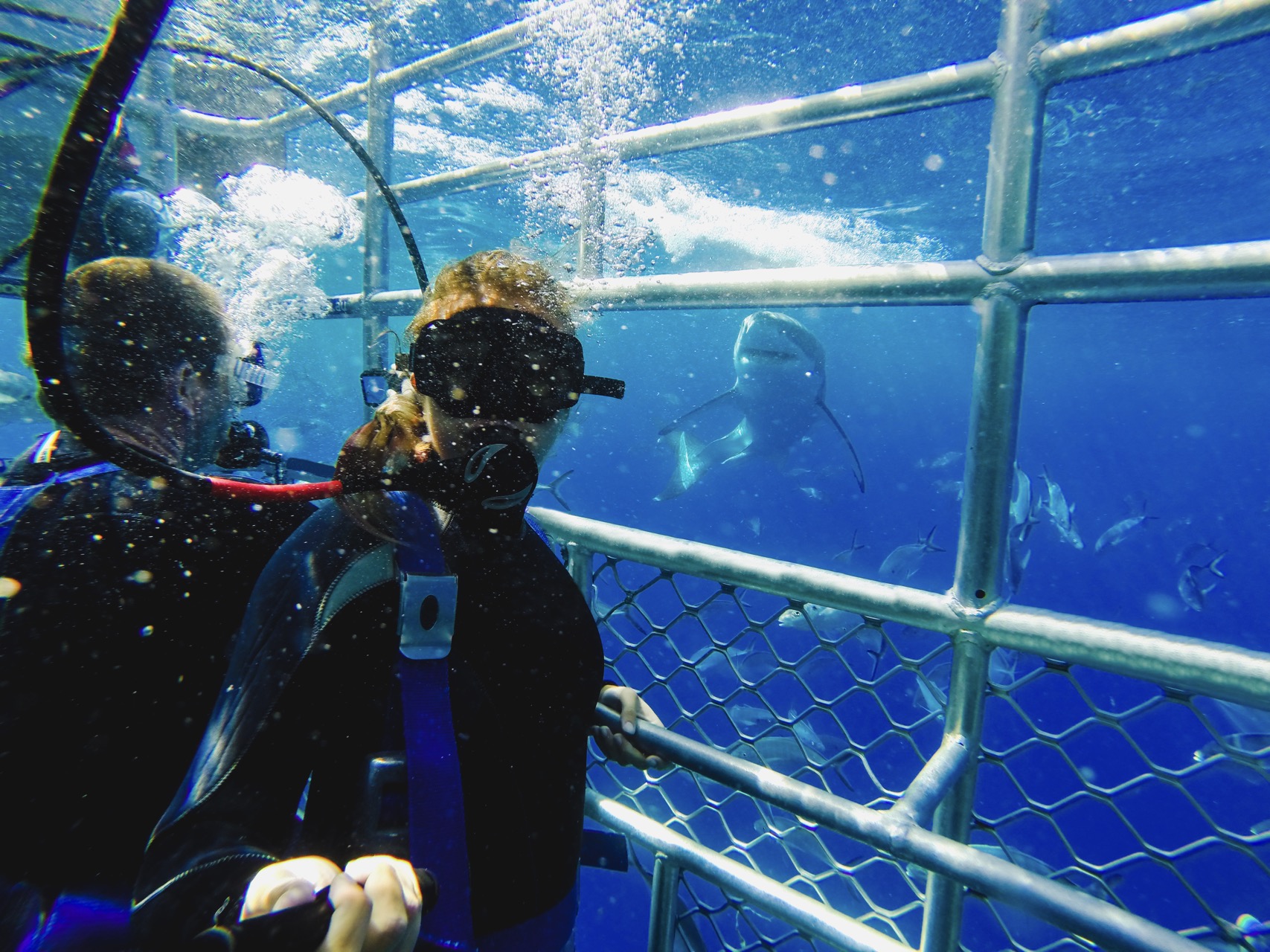 North Shore Shark Cage Diving Tour