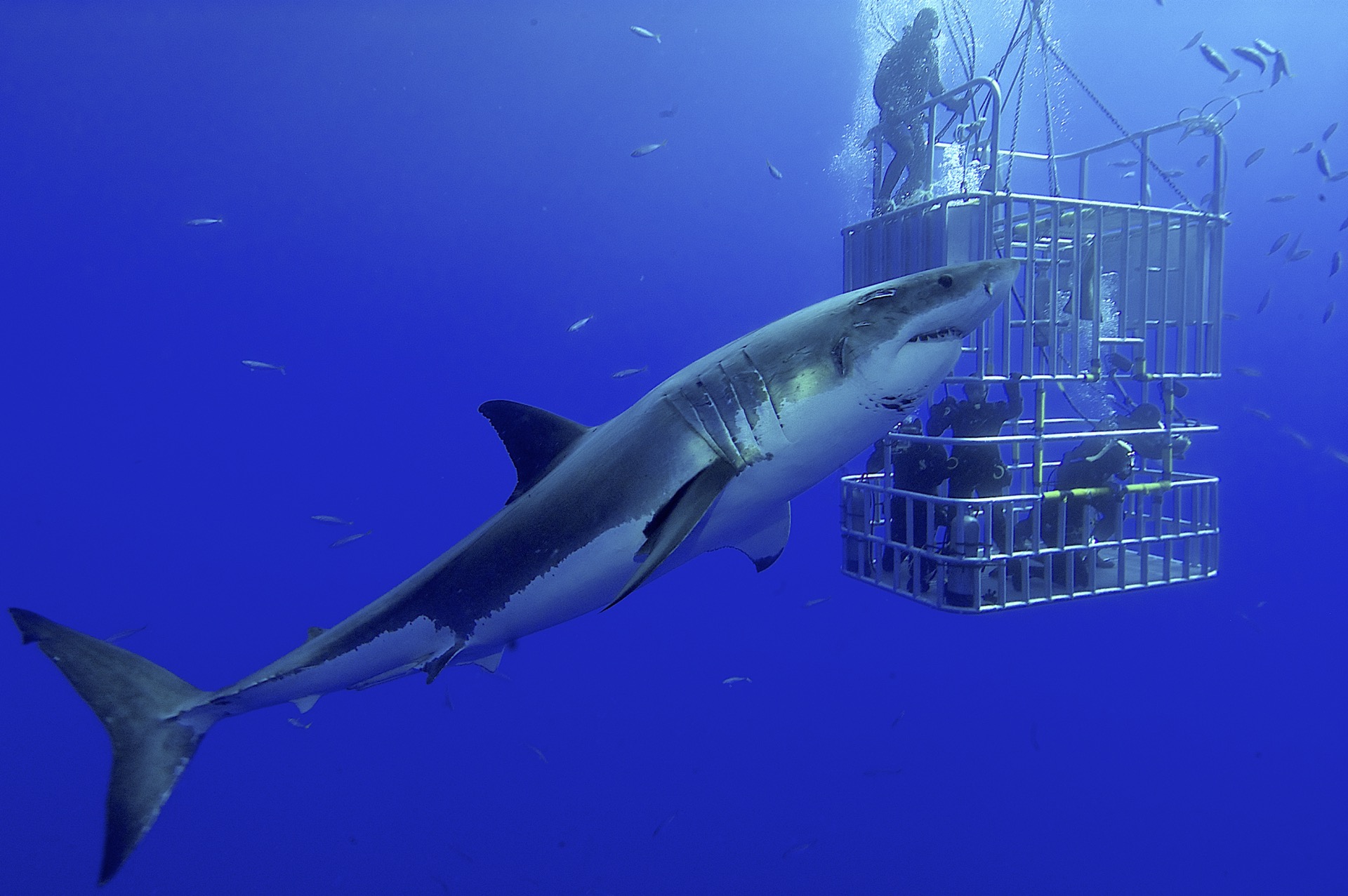 North Shore Shark Cage Diving Tour