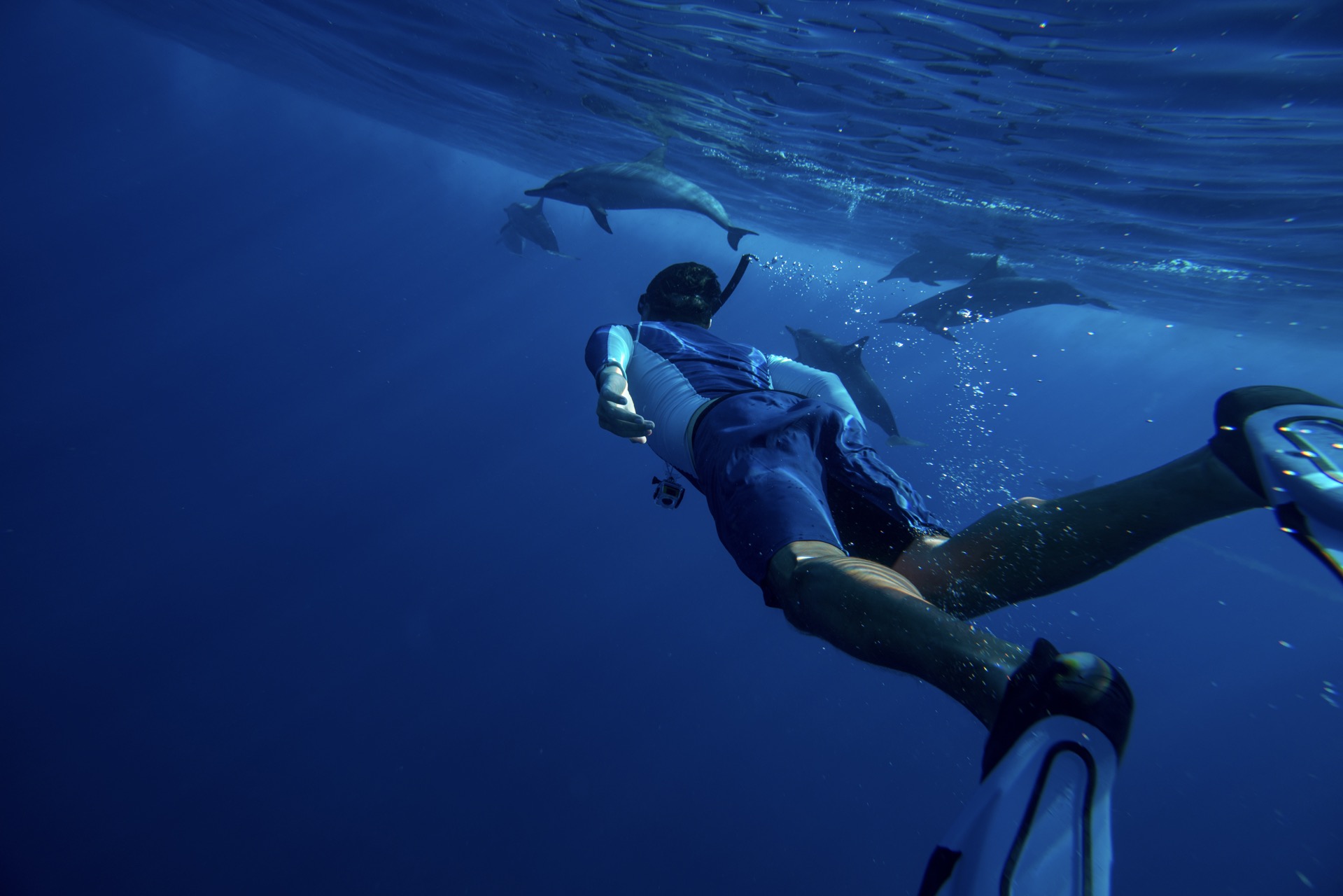 Waianae Dolphin Eco Tour