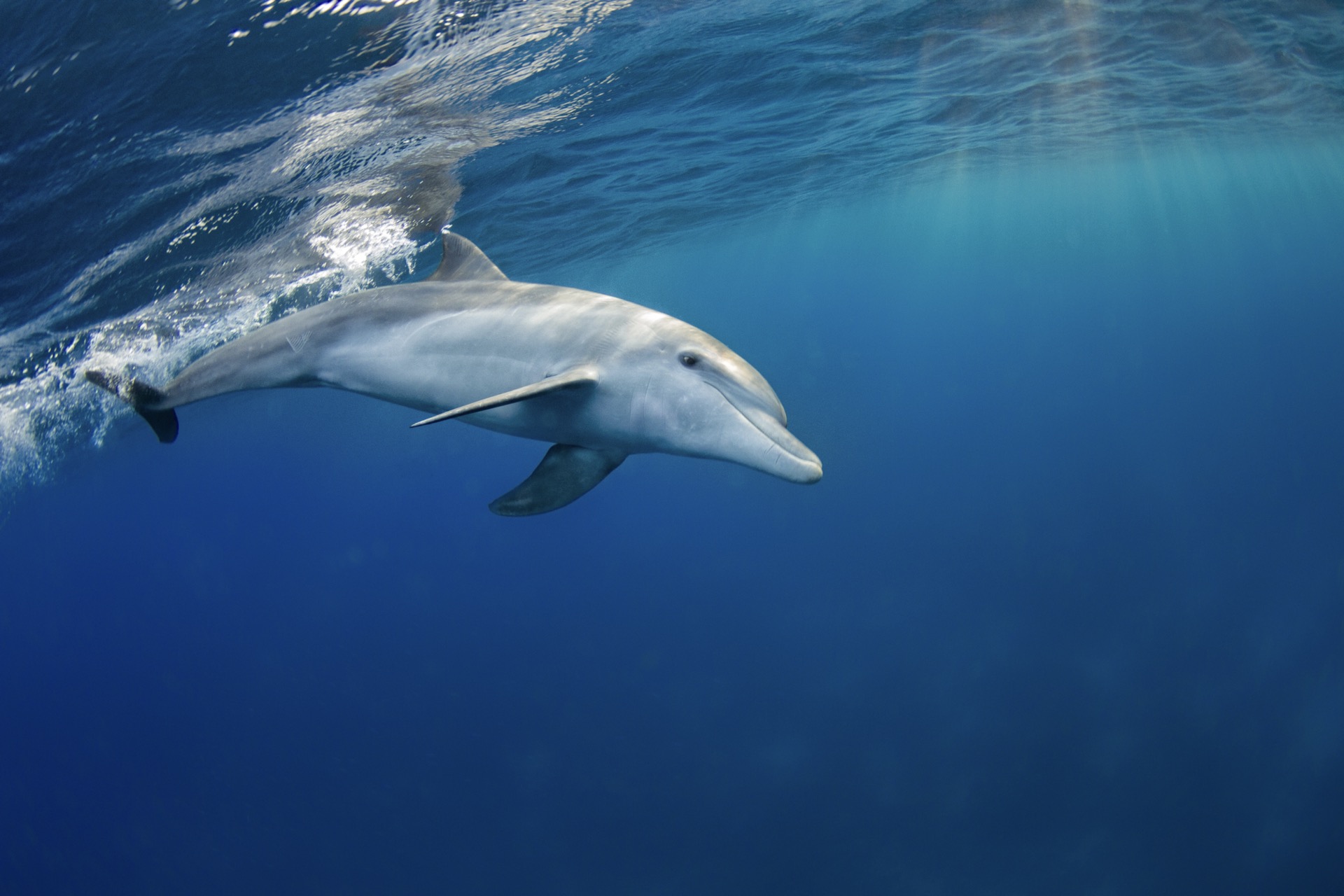 Waianae Dolphin Eco Tour